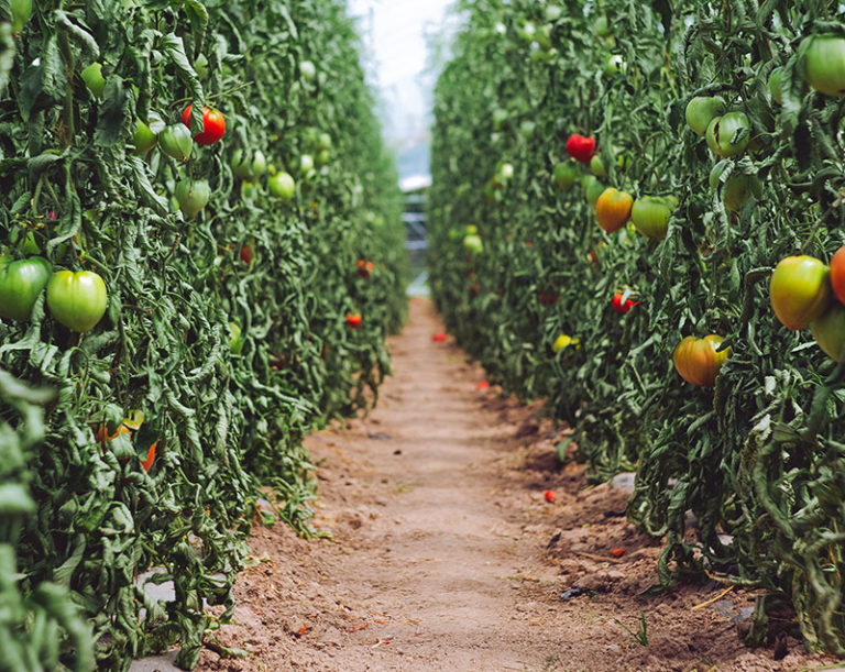 Tomate, production, matxup